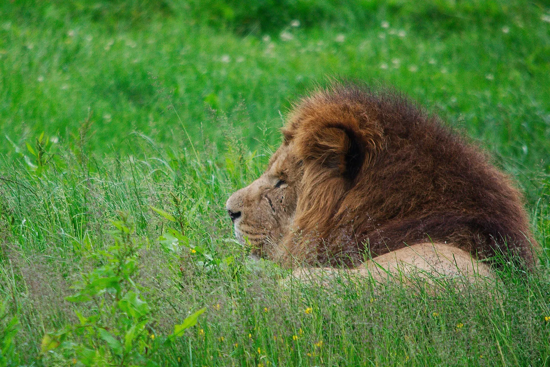 A lion resting in sunlit green grass at Blair Drummond Safari Park near Stirling