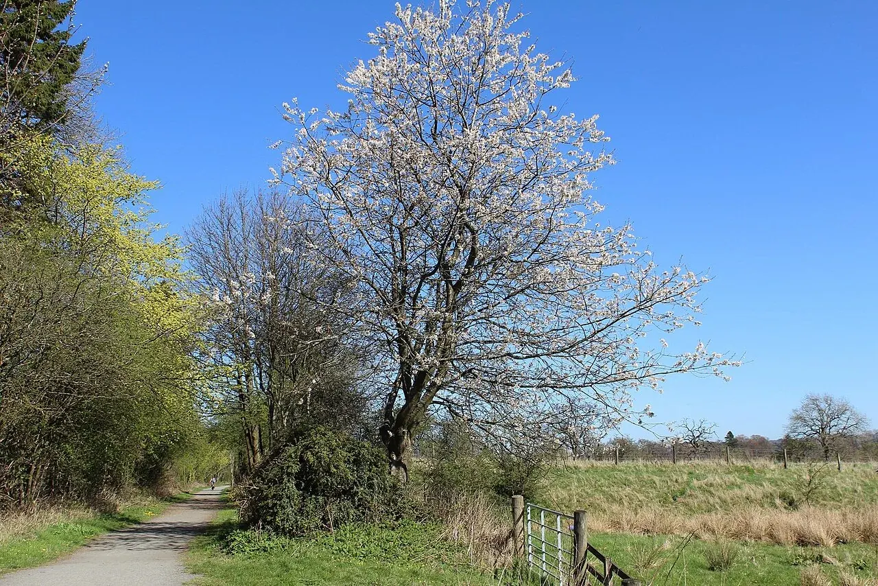 White blossom beside the Devon Way path between Tillicoultry and Dollar under a blue sky