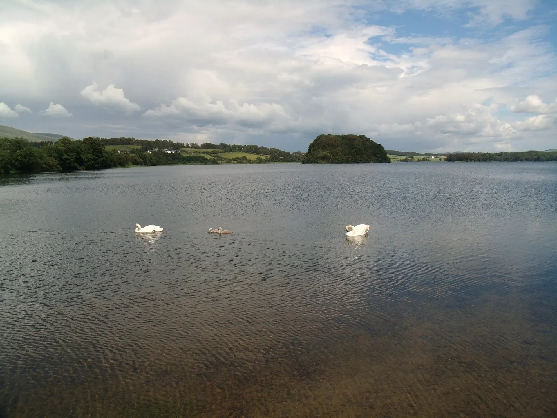 Swans on Gartmorn Dam reservoir near Alloa, with a wooded island and green banks